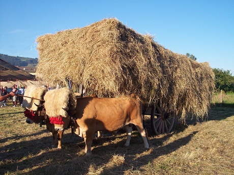 Recogiendo yerba en Sariego